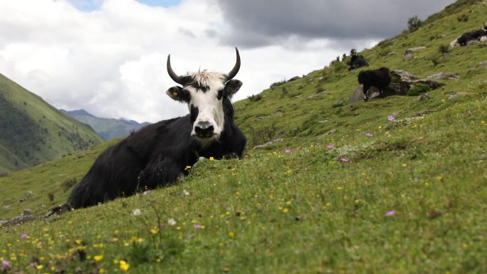 甘孜莫斯卡草原上的牦牛