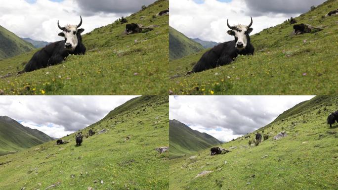 甘孜莫斯卡草原上的牦牛