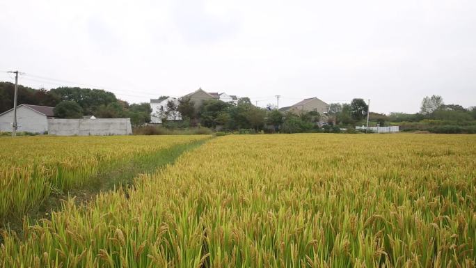 农村稻田实拍稻穗迎风