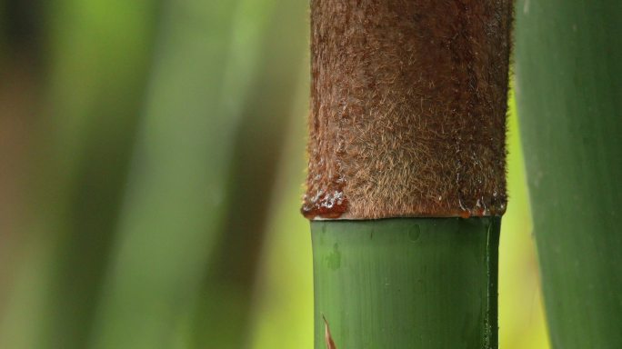 实拍竹林竹子纪录片空镜头（可商用）