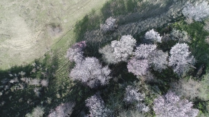 4K原素材-航拍开满杏花的山谷