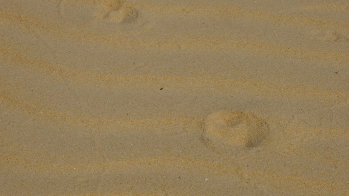 苍耳脚印动物脚印足迹沙漠