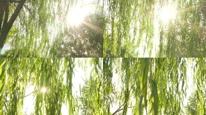 阳光下的柳树