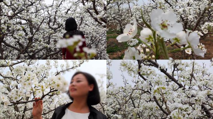 美女梨园散步梨花开