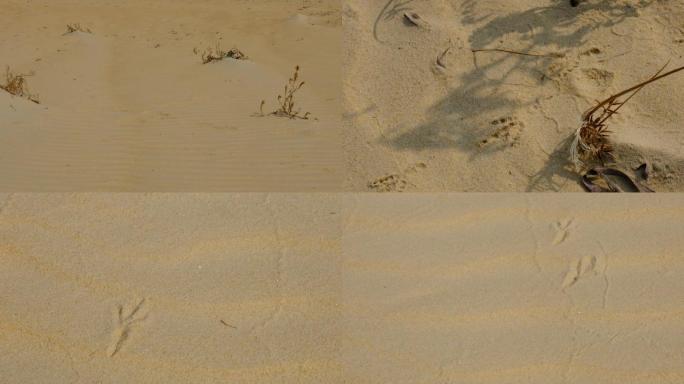 苍耳脚印动物脚印足迹沙漠沙地