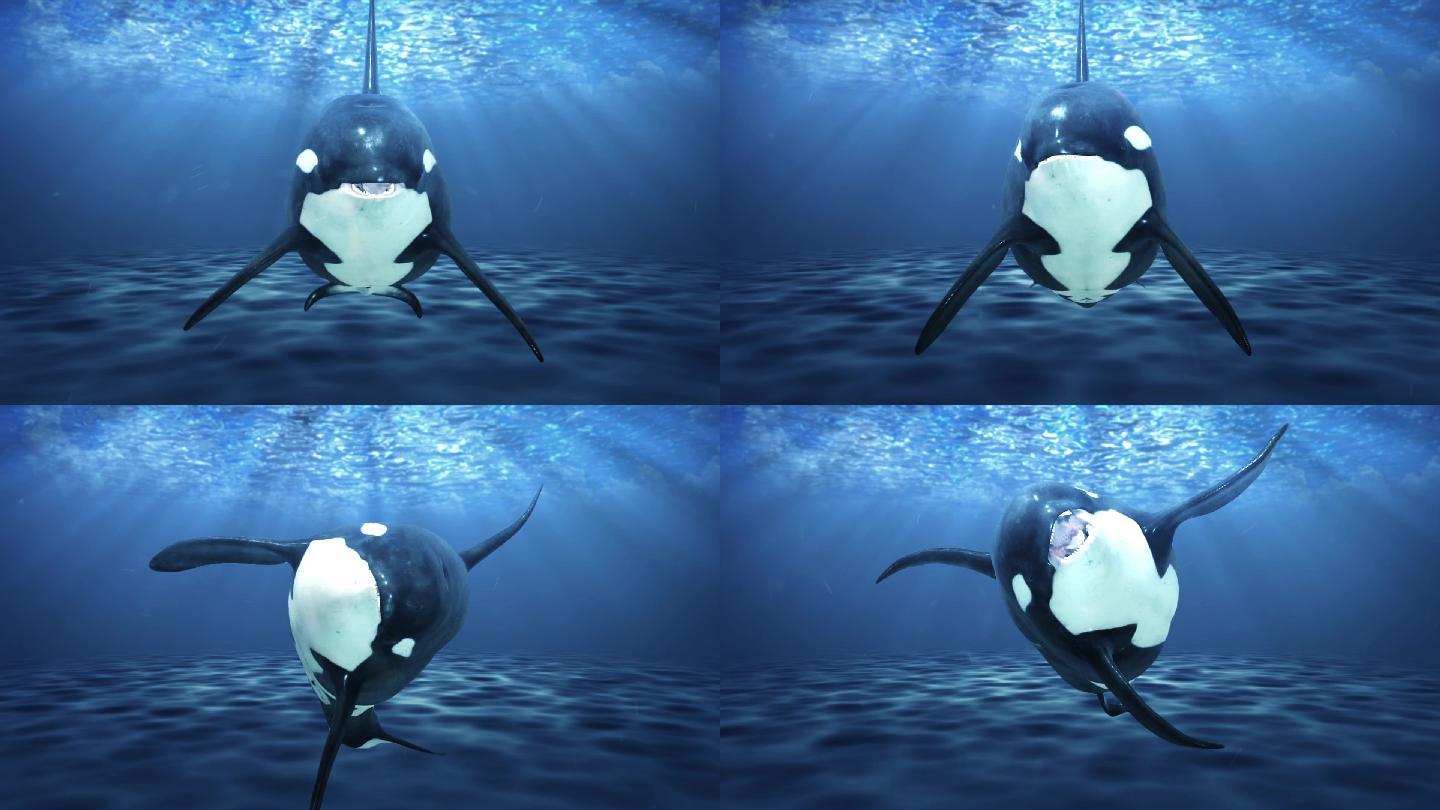 【循环】水下鲸鱼嬉戏互动