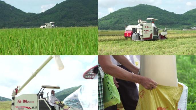杂交水稻收割