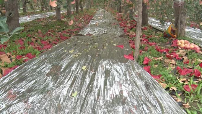 苹果苹果园果园红苹果