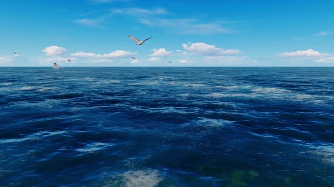 大海海鸥自动循环视频(h264)