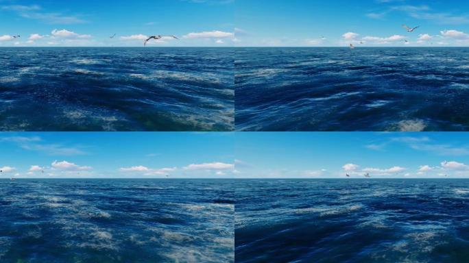 大海海鸥自动循环视频(h264)