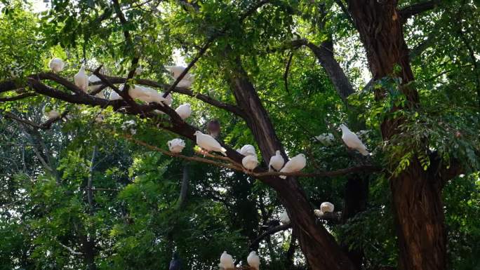 栖息在树枝上的白鸽和平鸽