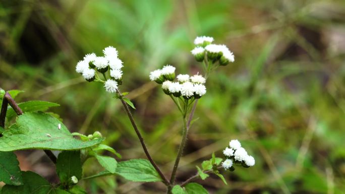 山坡上的小野花