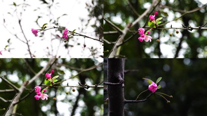 初秋小碎花梅花