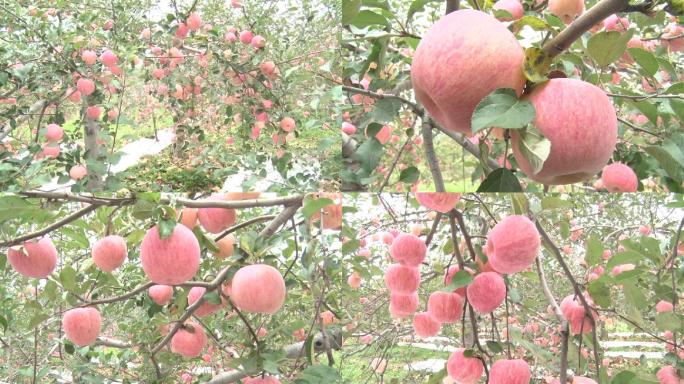 苹果苹果园果园红苹果