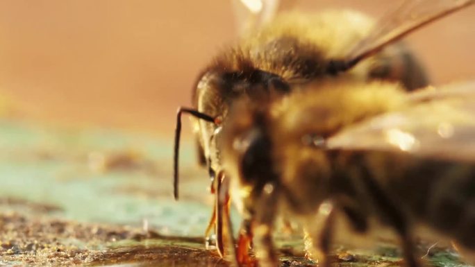 大山养蜂人天然蜂蜜酿造