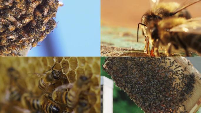 大山养蜂人天然蜂蜜酿造