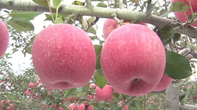 苹果苹果园果园红苹果