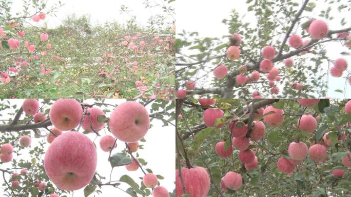 苹果苹果园果园红苹果