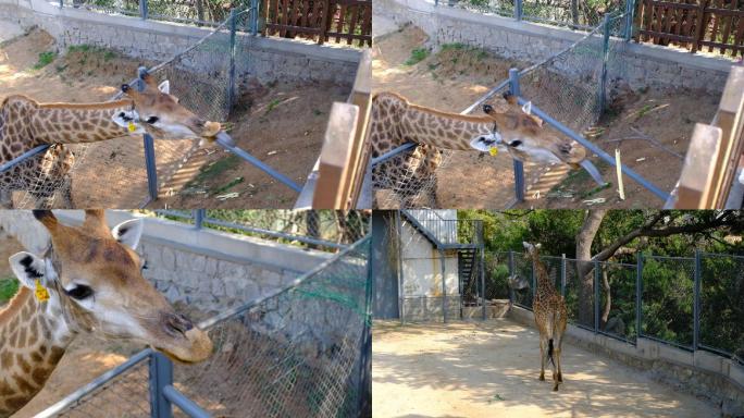 动物园笼中吃游客喂食爆米花的长颈鹿