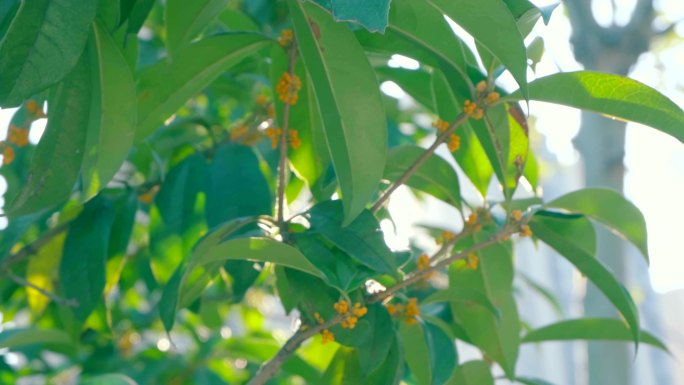 4K原创版权桂花花香金桂金秋芬芳馥郁