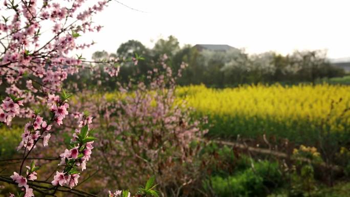 桃花源桃花油菜花花海