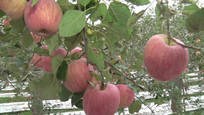 苹果苹果园果园红苹果