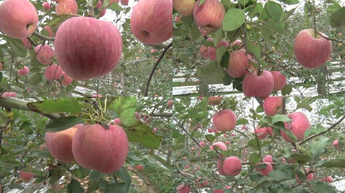 苹果苹果园果园红苹果