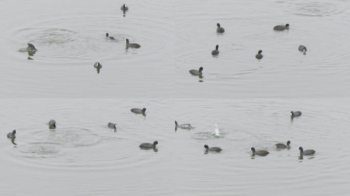 实拍白骨顶鸡觅食4k