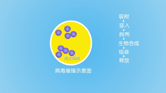 病毒增殖示意图动画