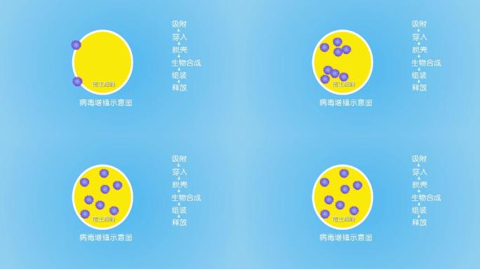 病毒增殖示意图动画