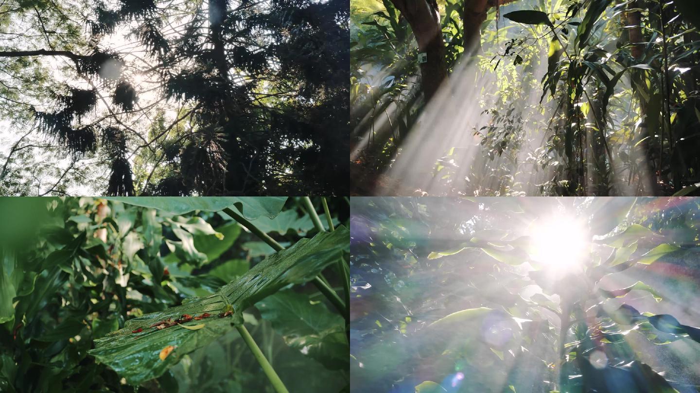 厦门植物园空镜素材