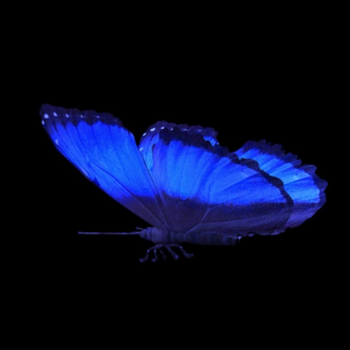 震翅膀蝴蝶