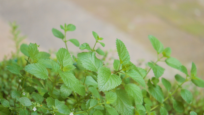 小清新唯美薄荷草实拍