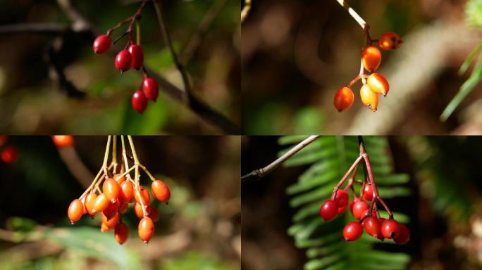 野果_荚蒾_红色果实