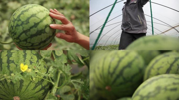 大棚西瓜采摘种植吃西瓜