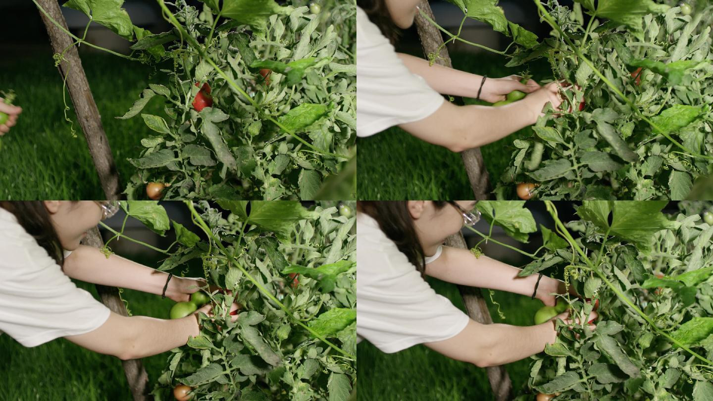 蔬菜园摘番茄