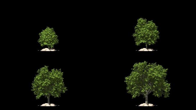 大树树生长树生长动画一棵树生长背