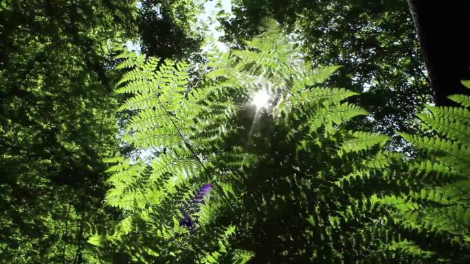 大树丛林森林穿梭阳光明媚视频
