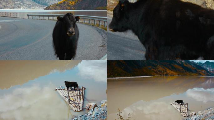 西藏公路上的牦牛和湖泊