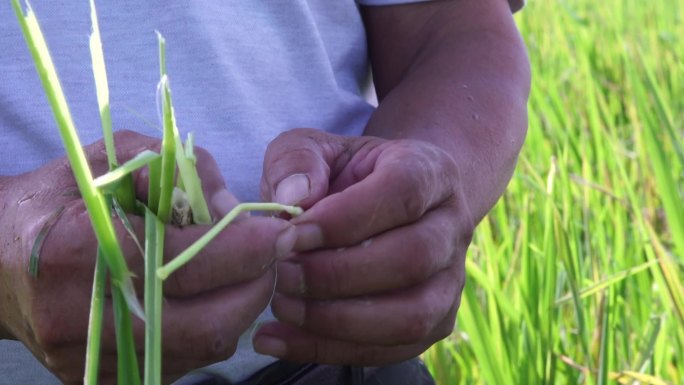 杂交水稻育种
