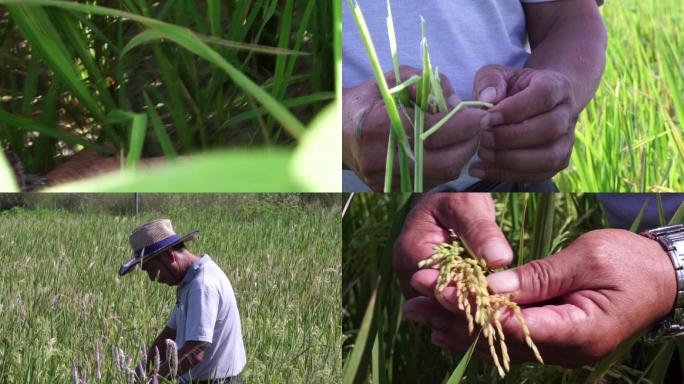 杂交水稻育种
