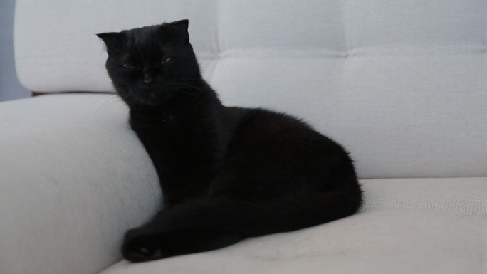 沙发广告家具黑色猫咪宠物