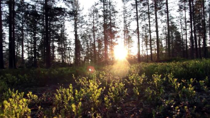 树林生态公园低碳生活穿梭光影