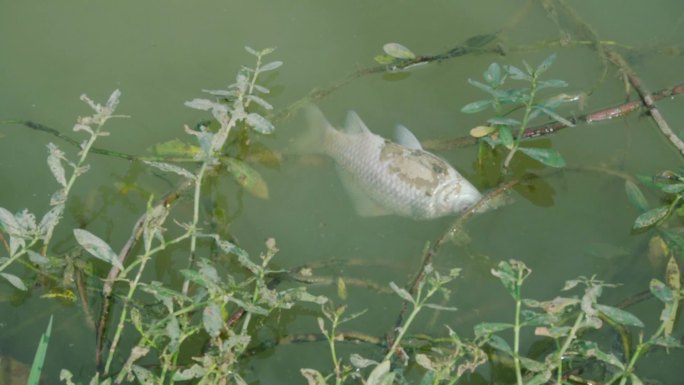鱼塘死鱼、水质污染