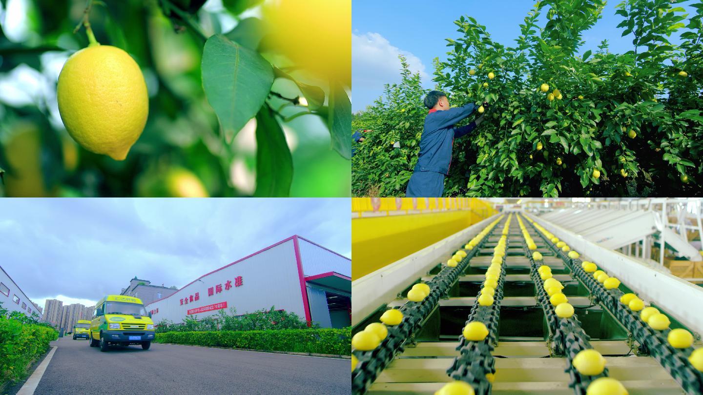 广西宁明县：小小柠檬香四季，农民种植促增收 - 广西县域经济网