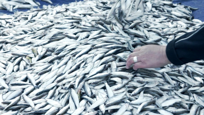 鱼米之乡鱼市卖鱼捕鱼