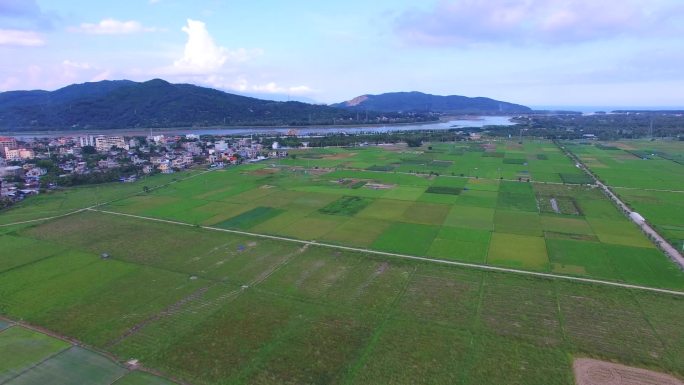 杂交水稻航拍--田园风景