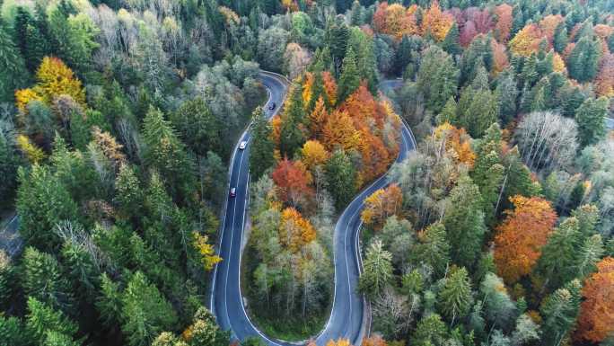 4K森林公路自驾游树林秋季航拍