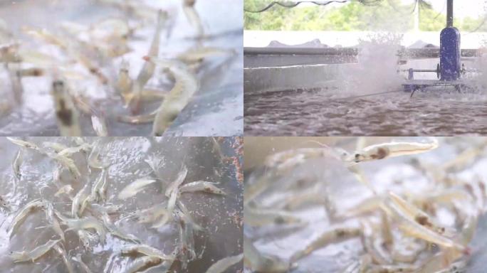 虾养殖视频素材