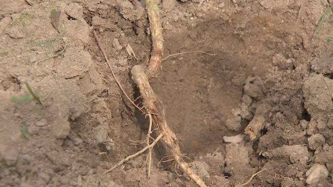 豆角根土壤根部豇豆根